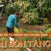 [Video] Người trồng vải tự giải bài toán giá phân bón tăng cao