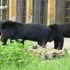 [Video] Cuộc sống mới của bốn cá thể gấu cuối cùng tại Rạp xiếc TW