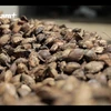 [Video] Mứt hạt bàng: Niềm tự hào của ẩm thực Côn Đảo 