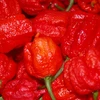 Giống ớt Carolina Reaper cay hơn cả bình xịt hơi cay