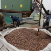 Giá cacao có xu hướng tăng do nguồn cung hạn hẹp