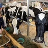 Một đêm, "bốc hơi" bảy con bò chửa trị giá 10.000 euro 