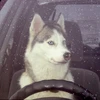 Một chú chó husky vô tình lái xe gây tai nạn ở Nga