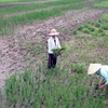 Cà Mau: Gần 20.000 ha đất sản xuất lúa bị nhiễm mặn