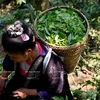 [Photo] “Vàng xanh” trên cao nguyên Tủa Chùa- Điện Biên