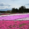 [Photo] Lễ hội hoa Shibazakura tại Nhật thu hút du khách