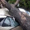 [Photo] Mưa lốc làm cây xanh bật gốc đè vào nhiều ôtô 