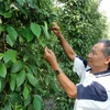 Đắk Lắk khuyến cáo thận trọng khi trồng giống tiêu lạ đại trà