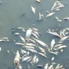 Cá chết nổi trắng hồ Tonle Chhmar, Campuchia (Nguồn: Phnompenh Post)