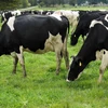 hổ Nhĩ Kỳ đã đưa những con bò thuộc giống Holstein về Hà Lan. (Nguồn: BusinessRay)
