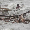 Một người Philippines cố bơi giữa dòng nước lũ để cứu tài sản. (Nguồn: CNN)