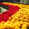 Keukenhof hay còn gọi Vườn châu Âu, là một trong những vườn hoa lớn nhất thế giới. (Ảnh: Hoàng Long)