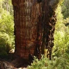 Phát hiện cây cổ thụ 'cao tuổi' nhất thế giới còn sống tại Nam Mỹ