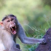 Nạn đói khiến khỉ ào xuống tấn công trẻ em ở Ethiopia