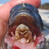 Sinh vật ký sinh kỳ lạ chuyên hút sạch máu ở lưỡi của vật chủ