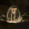 Nghiên cứu về loài sứa đặc biệt hé lộ bí ẩn về một cuộc sống bất tử