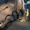 Giả thuyết mới gây bất ngờ về loài khủng long bạo chúa