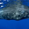 Vì sao voi, rái cá và cá voi là vũ khí bí mật chống biến đổi khí hậu?