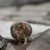 Nghiên cứu mới cho thấy chuột cũng biết tưởng tượng như người