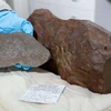 Mảnh thiên thạch được David tìm thấy ở Maryborough, Australia. (Nguồn: Bảo tàng Victoria)