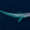 Cá voi xanh được xem là những vị thần khổng lồ của đại dương vì chúng có kích cỡ rất lớn. (Nguồn WFF)