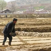 Triều Tiên thử nghiệm mô hình "khoán nông nghiệp"