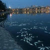 Cá chết trắng hồ Hoàng Cầu. (Ảnh: Minh Sơn/Vietnam+)