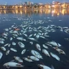 Chiều 8/6, mùi cá chết bốc lên nồng nặc xung quanh khu vực bờ hồ Hoàng Cầu. (Ảnh: Minh Sơn/Vietnam+)