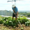 Từ những luống rau, củ xanh mướt tại mặt sân thượng này, người ta có thể hình dung được một khái niệm mới về nông nghiệp đô thị của nước Mỹ. (Ảnh: Trần Long/Vietnam+)