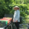 Hình ảnh thấp thoáng của người nông dân đội nón lá tại VEGGI. (Ảnh: Trần Long/Vietnam+)