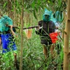 [Photo] Về cực Nam Tổ quốc trải nghiệm gác kèo ong ở rừng U Minh Hạ 