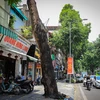 Hà Nội: Cây cổ thụ chết khô, nguy cơ đổ gãy trong mùa mưa bão 