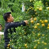 “Thủ phủ” quất cảnh ở Hà Nội tất bật chuẩn bị hàng phục vụ Tết Giáp Thìn 