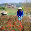 Vùng hoa ngoại thành Hà Nội hối hả vào vụ hoa Tết Giáp Thìn