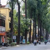 Hà Nội: Hàng cây sao đen trên phố Lò Đúc hiện giờ ra sao?