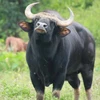 Tăng lực lượng bảo vệ cá thể được cho là bò tót quý hiếm 