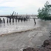 Nước biển dâng gây xói lở và ngập mặn tại Đồng bằng sông Cửu Long. (Ảnh: Lê Huy Hải/TTXVN)
