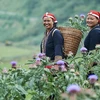 Những người phụ nữ dân tộc Dao tham gia dự án GREAT nhằm hướng tới sự phát triển kinh tế và bình đẳng giới. (Ảnh: Australian Aid)