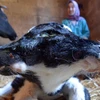 Con bê sinh ra có hai đầu vẫn khỏe mạnh ở Maroc