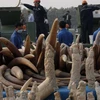 Trung Quốc công khai tiêu hủy 6 tấn ngà voi nhập lậu