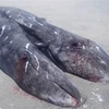 Hai con cá voi dính liền chỉ sống được vài giờ sau khi dạt vào bờ (Nguồn: AP)