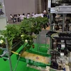 Robot thu hoạch dâu của Nhật Bản, một ví dụ cho thấy những ứng dụng công nghệ cao vào nông nghiệp của nước này (Ảnh minh họa: AFP/TTXVN)