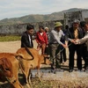 Ban Chỉ đạo Tây Nguyên trao bò giống cho các hộ nghèo (Nguồn: TTXVN)