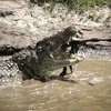 [Photo] Kỳ vĩ cảnh đàn linh dương đầu bò vượt qua sông cá sấu