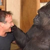 Cô khỉ Gorilla "khóc" khi nghe tin bạn thân Robin Williams qua đời