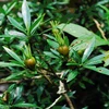 Khánh Hòa: Tìm thấy ba loài thực vật mới tại Hòn Bà