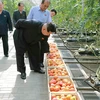Daily Mail: Ông Kim Jong Un yêu cầu kiểm tra rau củ vì sợ bị đầu độc?