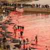 Kinh hãi cảnh thảm sát cá voi ở Faroe, máu nhuộm đỏ bãi biển