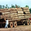 Myanmar phóng thích tù nhân Trung Quốc bị bắt vì khai thác gỗ