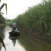 Biến đổi khí hậu​: Đồng bằng sông Cửu Long sẽ phải đắp đê biển?